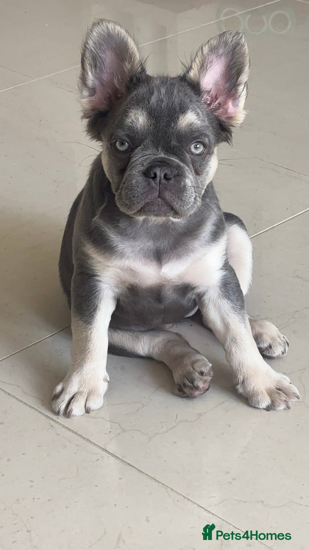 French Bulldog dogs for sale: BABY the blue and tan fluffy frenchie - Image 1