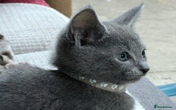 Russian Blue cats for sale: RB kittens Pedigree London  - Image 9