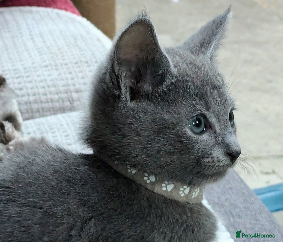 Russian Blue cats for sale: RB kittens Pedigree London  - Image 9