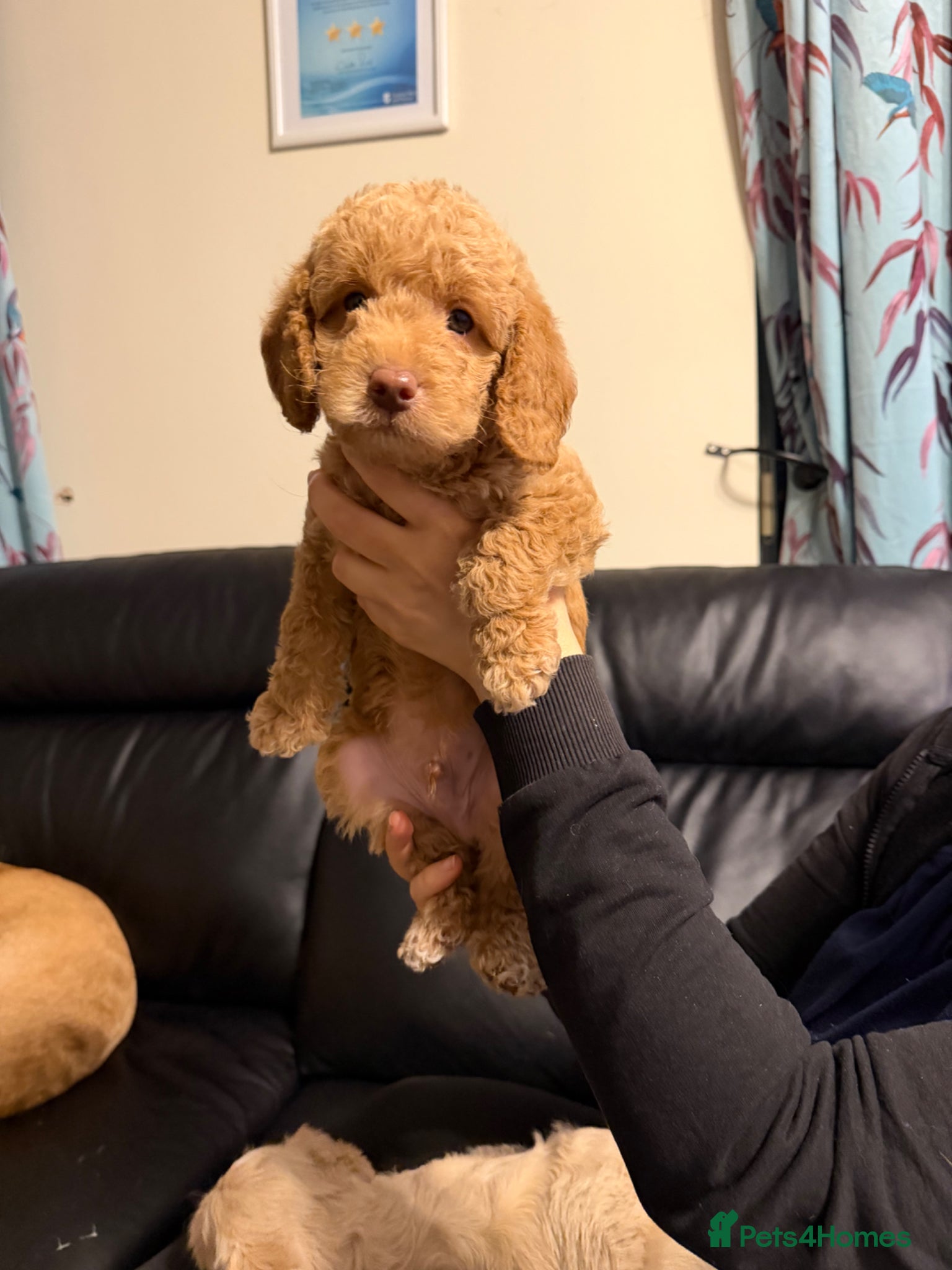 Labradoodle dogs VIEWING WEEKENDS! F1b Labradoodle Puppies  - Advert 2