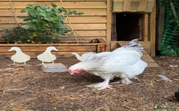 Chickens poultry for sale: Magnificent Bramha Cockerel - Image 2