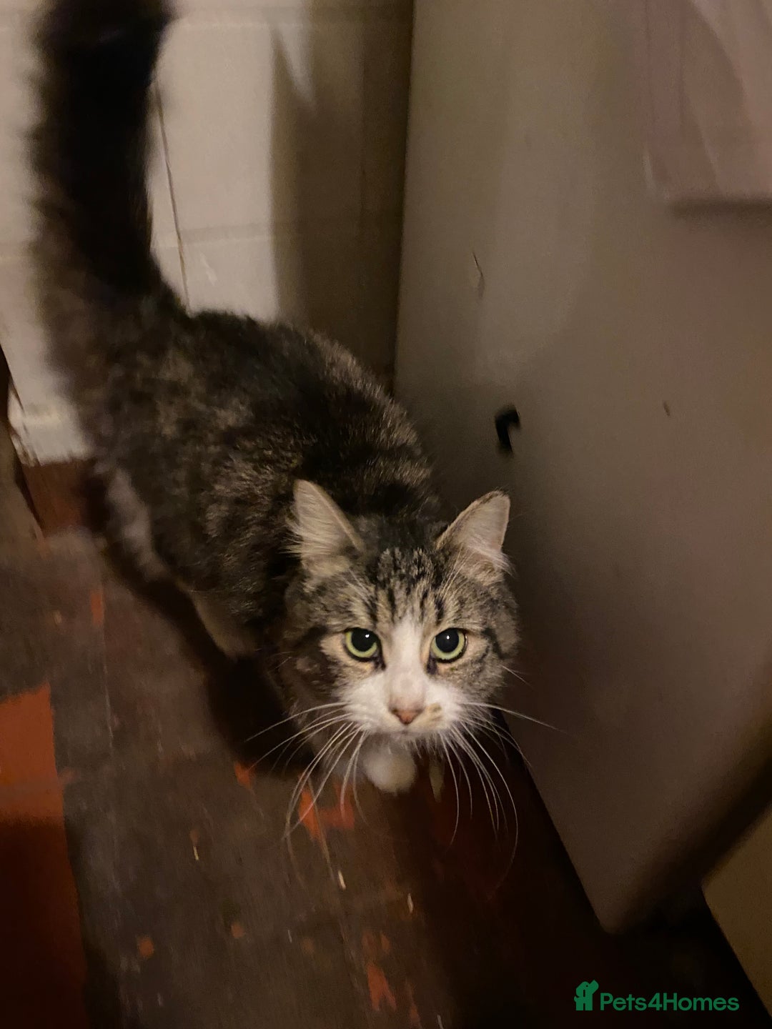 British Longhair cats for sale: Lovely Kittens - Advert 18