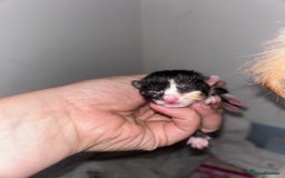 Mixed Breed cats for sale: 2 black & silver (tortoise shell) LEFT  - Image 9