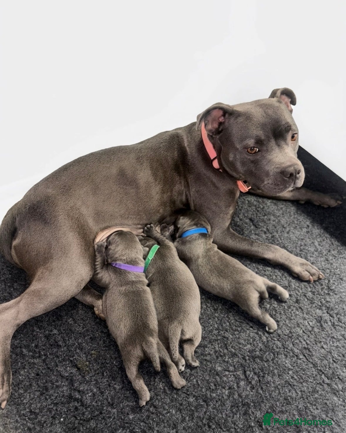 Staffordshire Bull Terrier dogs KC REG STAFFORDSHIRE BULL TERRIERS in Sleaford - Advert 1