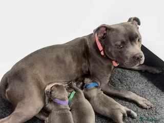 Staffordshire Bull Terrier dogs KC REG STAFFORDSHIRE BULL TERRIERS in Sleaford - Advert 2
