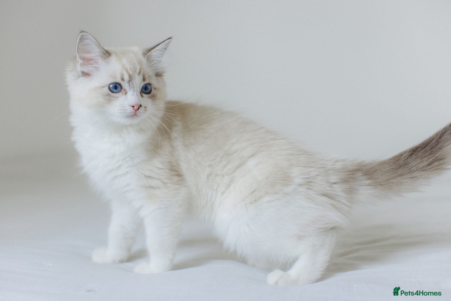 Ragdoll cats Ragdoll kittens ready now 💕 - Advert 16