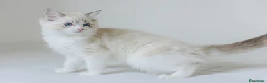 Ragdoll 3
