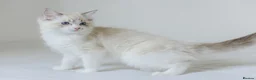 Ragdoll cats for sale: Seal Lynx Bicolour Ragdoll female ready now 💕 - Advert 12