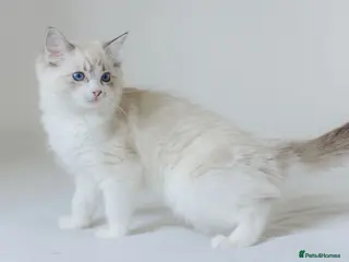 Ragdoll cats Ragdoll kittens ready now 💕 - Advert 16