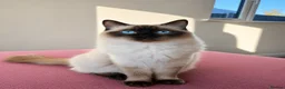 Ragdoll cats for sale: ✨ Beautiful Ragdoll Kitten Available ✨ - Advert 2