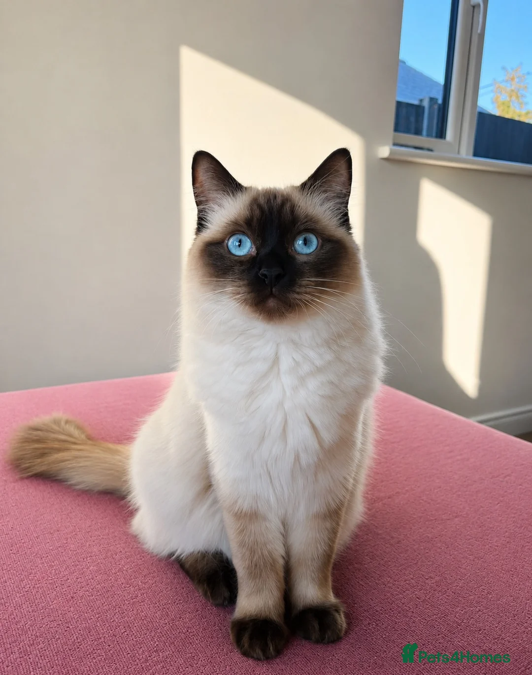 Ragdoll cats for sale: ✨ Beautiful Ragdoll Kitten Available ✨ - Advert 2