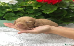 Miniature Dachshund dogs for sale:  Cream long haired puppies available😍🐾 - Image 6