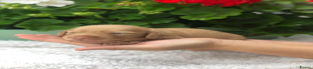 Miniature Dachshund Puppy 3