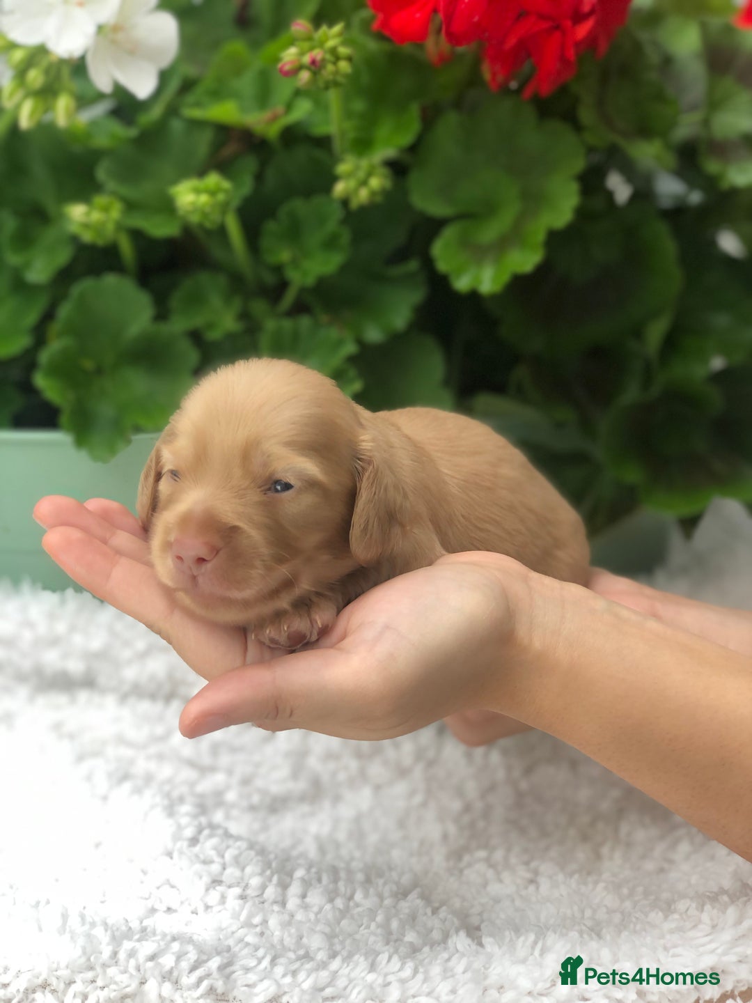 Miniature Dachshund dogs for sale:  Cream long haired puppies available😍🐾 - Image 6