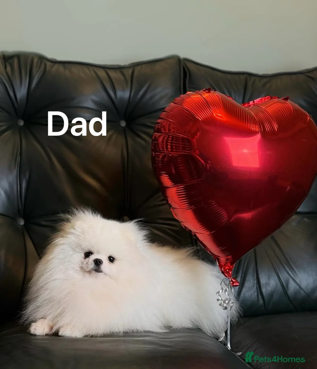 Pomeranian dogs for sale: Beautiful Pomeranian Girls – Merle & Parti Colour  - Advert 2