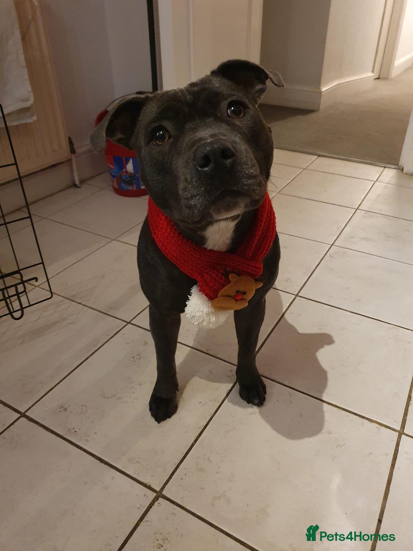 Staffordshire Bull Terrier dogs Top Quality Blue Staffys - Advert 5