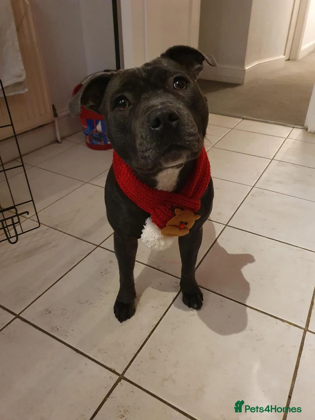 Staffordshire Bull Terrier dogs for sale: Top Quality Blue Staffys - Advert 1