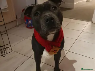 Staffordshire Bull Terrier dogs Top Quality Blue Staffys - Advert 2