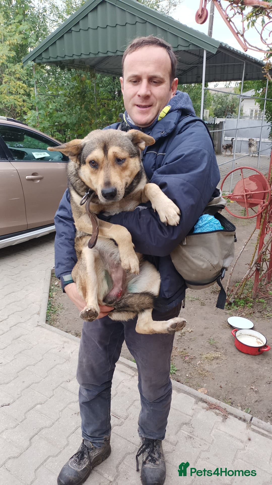 Mixed Breed dogs 🐺 WOLFIE – A Brave Soul Ready for a New Life 🖤 - Advert 17