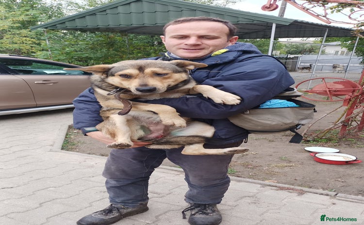 Mixed Breed dogs 🐺 WOLFIE – A Brave Soul Ready for a New Life 🖤 - Advert 1