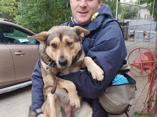 Mixed Breed dogs ๐บ WOLFIE โ A Brave Soul Ready for a New Life ๐ค - Advert 2