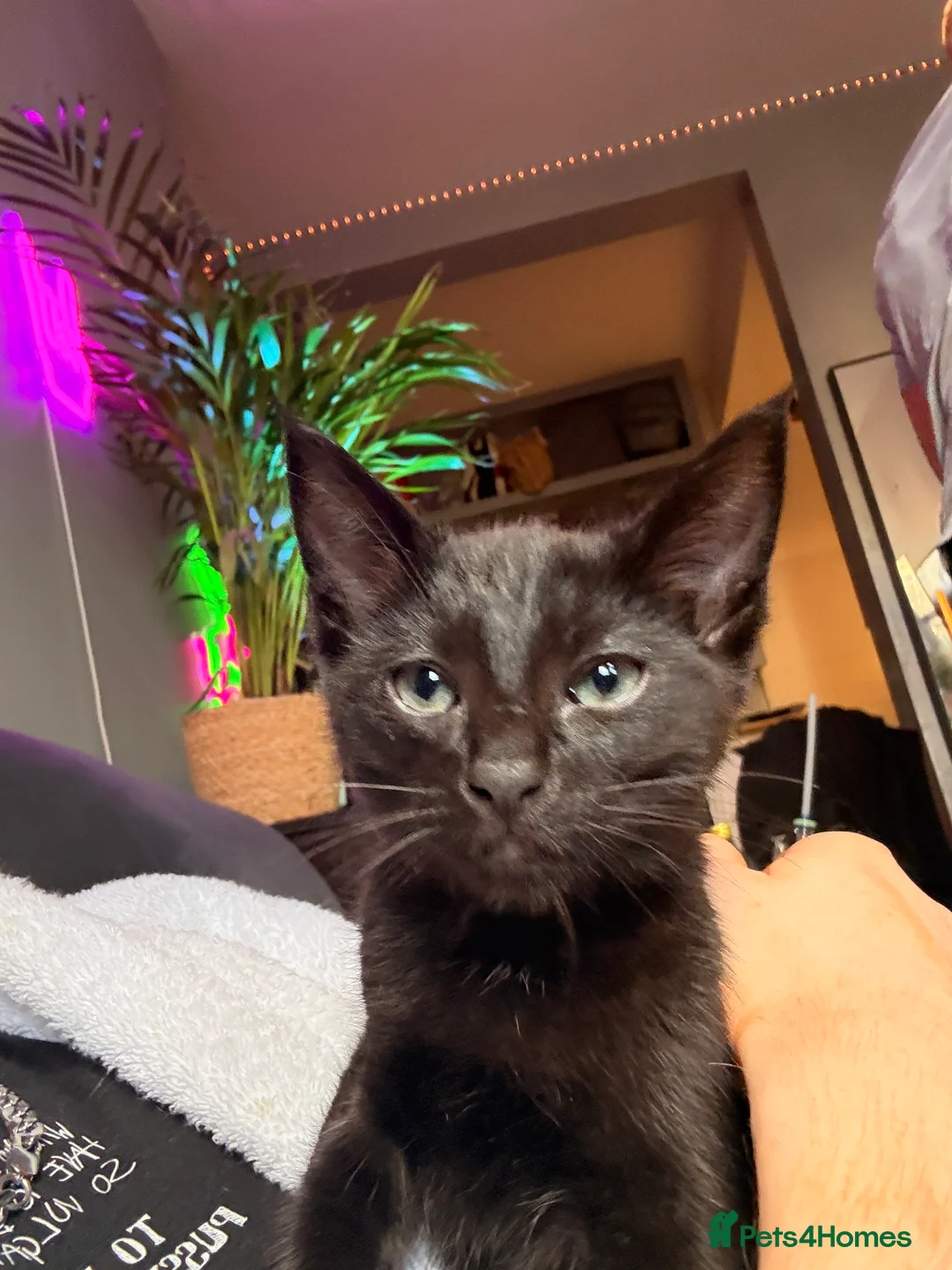 Siamese cats for sale: Affectionate Siamese Type Kittens Indoor Raised - Advert 12