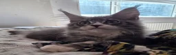Maine Coon cats for sale: Top quality Mainecoon girls..Tica reg  - Advert 8