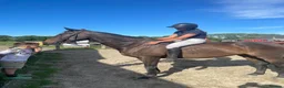 English Thoroughbred horses for sale: Super ror prospect with moves to die for - Advert 11