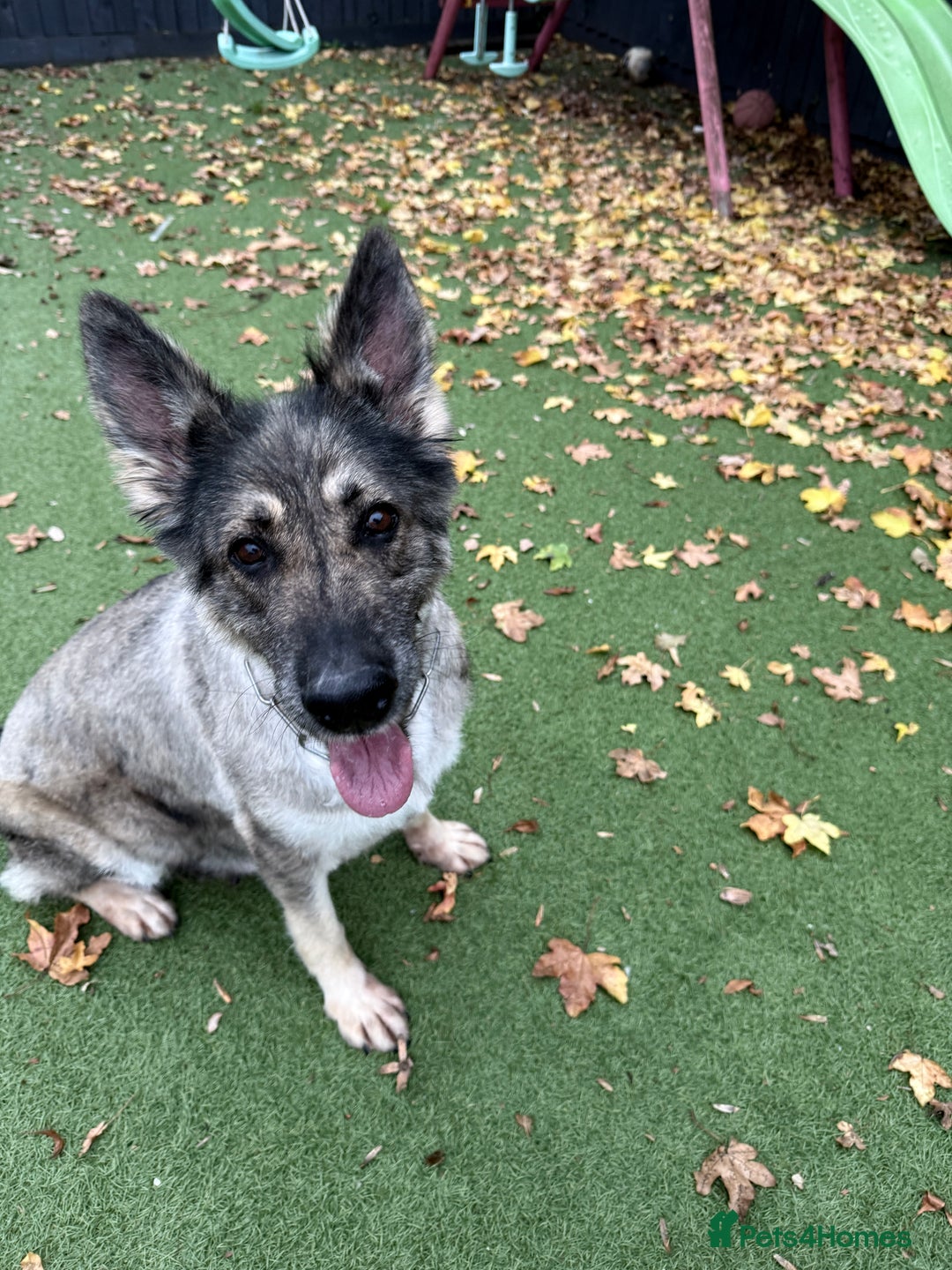 German Shepherd dogs for sale: Retirement home wanted for this lovely Gsd  - Image 11