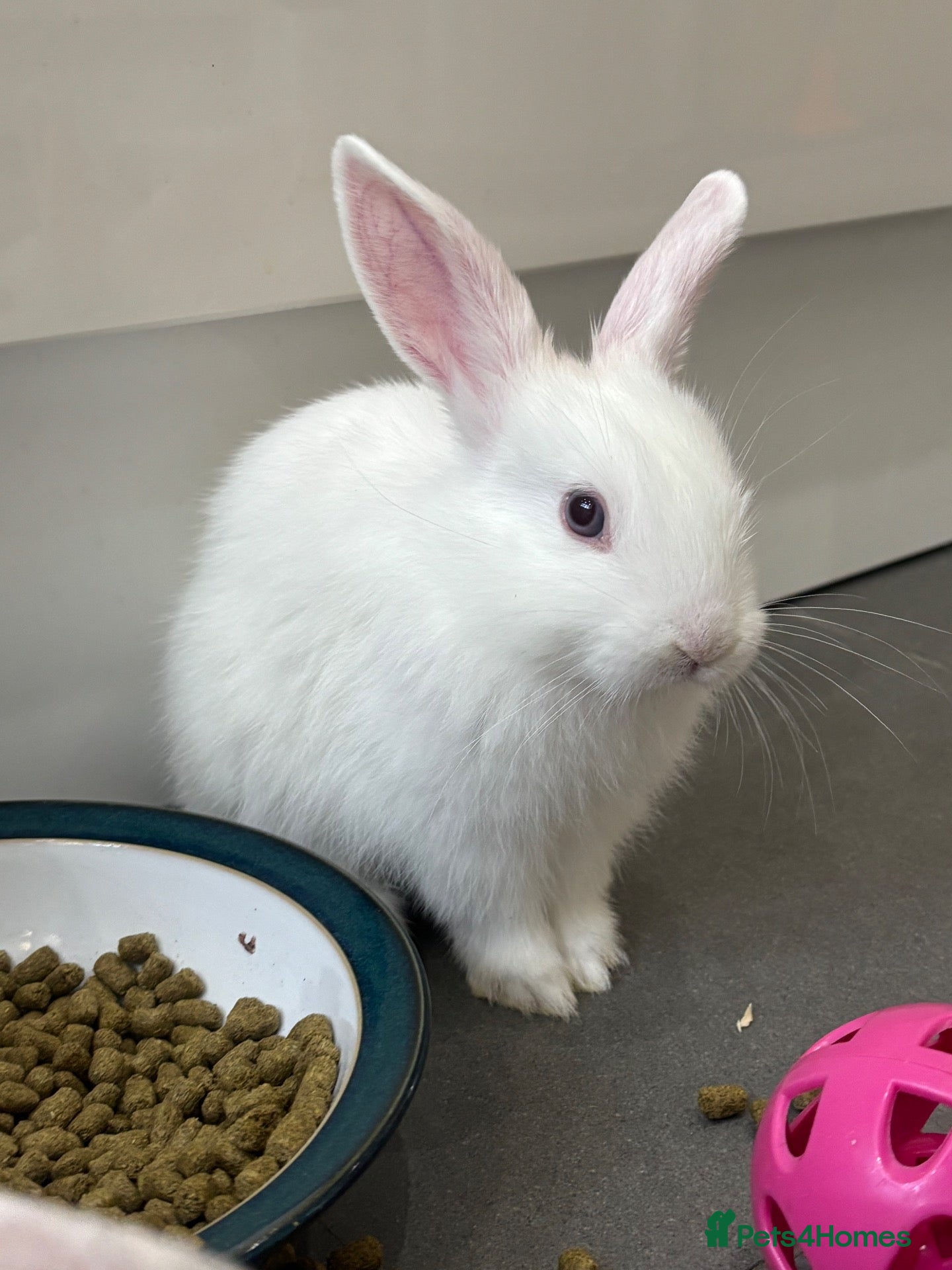 Mixed Breed rabbits Gorgeous Dwarf Netherland cross Mini Lop Bunnies - Advert 1