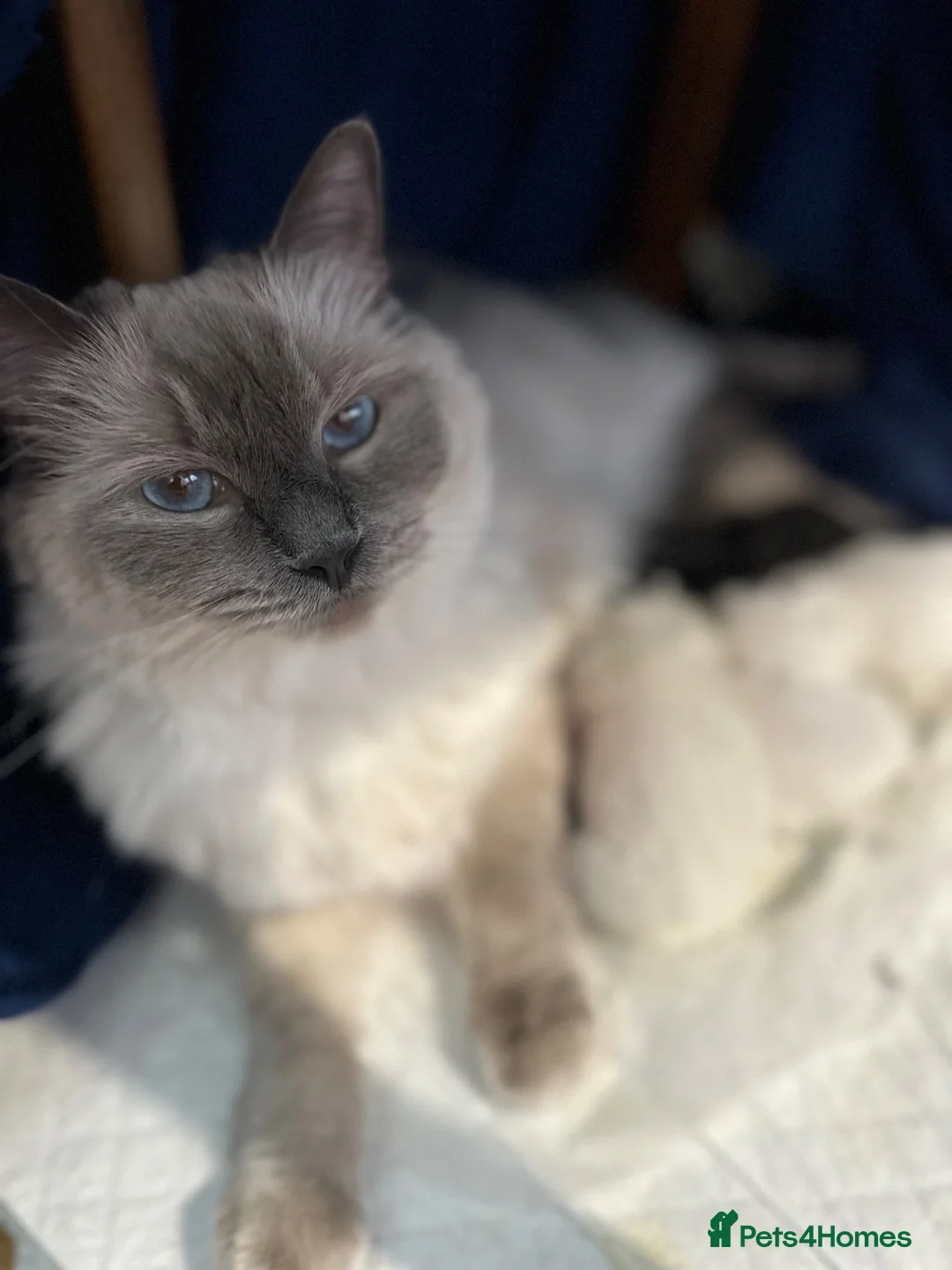 Ragdoll cats for sale: RAGDOLL-PERSIAN KITTENS - Advert 1
