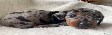 Miniature Dachshund Puppy 3