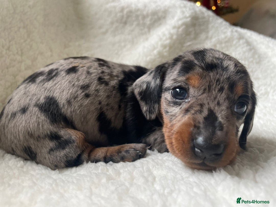 Miniature Dachshund dogs for sale: 🐾❤️ KC Reg Smooth Haired Miniature Dachshunds  - Advert 13