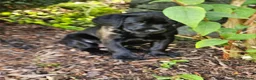 Labrador Retriever dogs for sale: Labrador Pups KC Reg Health Tested - Advert 2