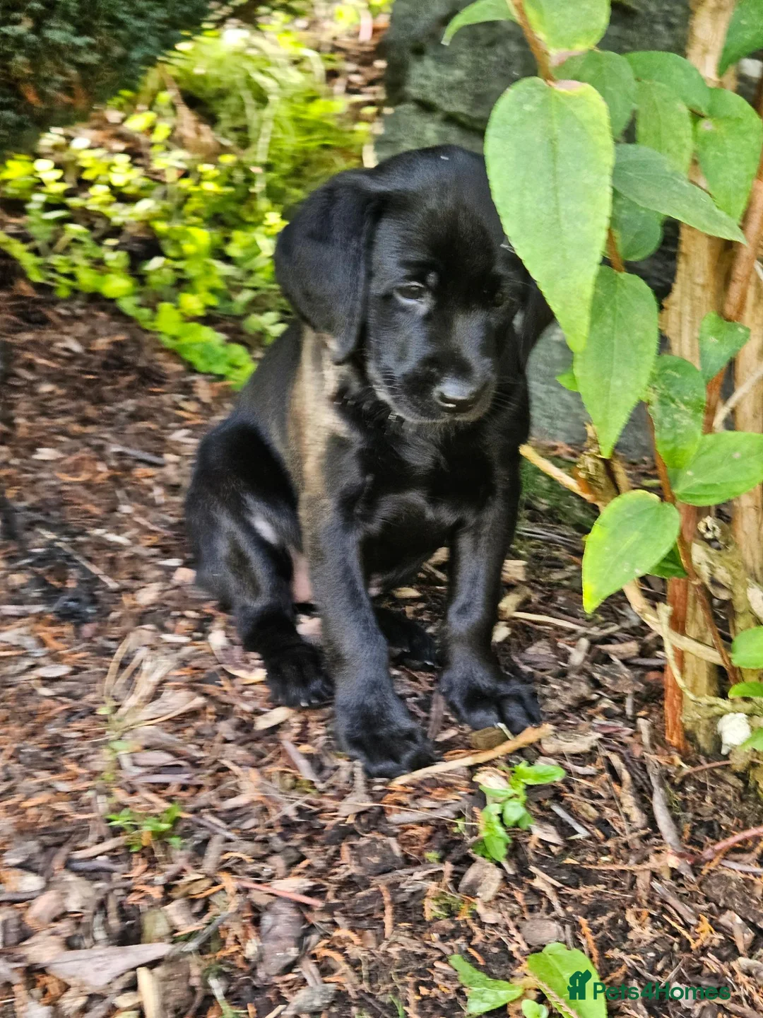 Labrador Retriever dogs for sale: Labrador Pups KC Reg Health Tested - Advert 2