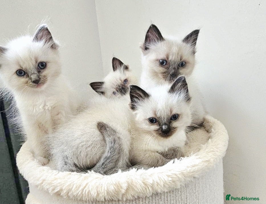 Ragdoll cats stunning  ragdoll kittens  - Advert 1