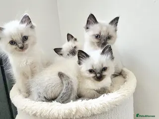 Ragdoll cats stunning ragdoll kittens - Advert 1