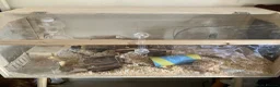Hamster rodents for sale: Hamster and cage in Worcester - Advert 4