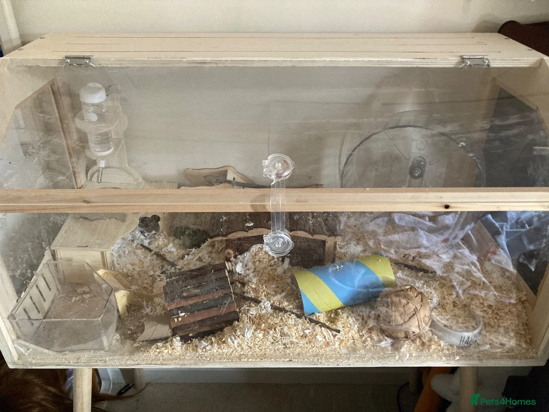Hamster rodents for sale: Hamster and cage in Worcester - Advert 4