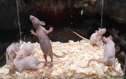 Rat rodents for sale: Naked ( Hairless ) Rat's Males & Females - Image 5