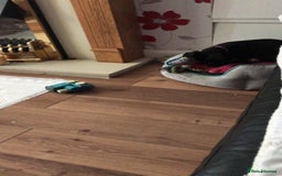 Mixed Breed dogs for sale: Female 7 month old Lurcher for SALE - Image 3