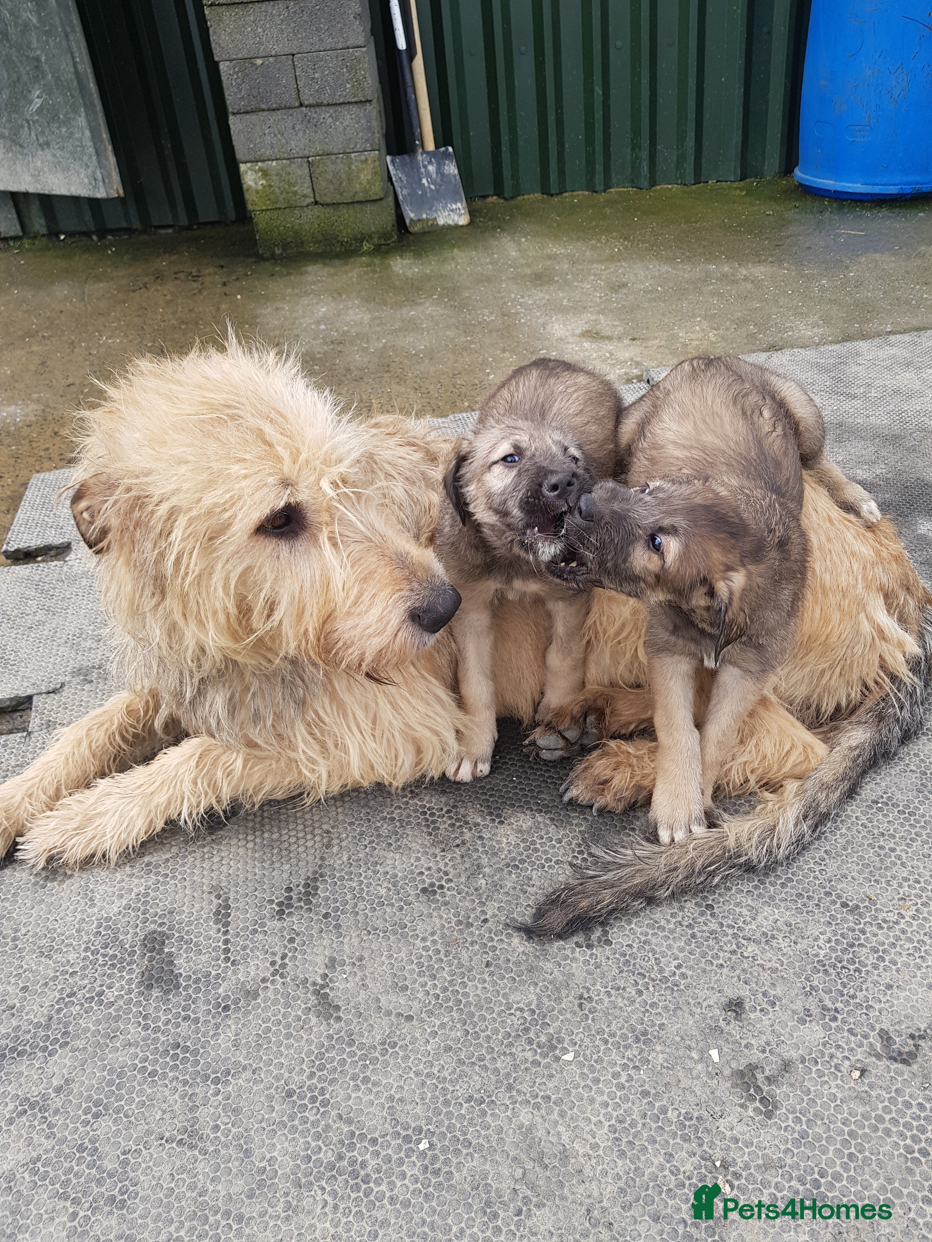 Irish Wolfhound dogs Exquisit KC registered Irish Wolfhound litter - Advert 1