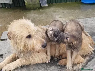 Irish Wolfhound dogs Exquisit KC registered Irish Wolfhound litter - Advert 3