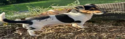 Jack Russell dogs for sale: Gorgeous Jack Russell puppies in Crewe - Advert 8