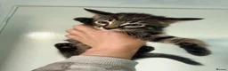 Mixed Breed cats for sale: Beautiful Kittens For Sale  in Blackwood - Advert 5