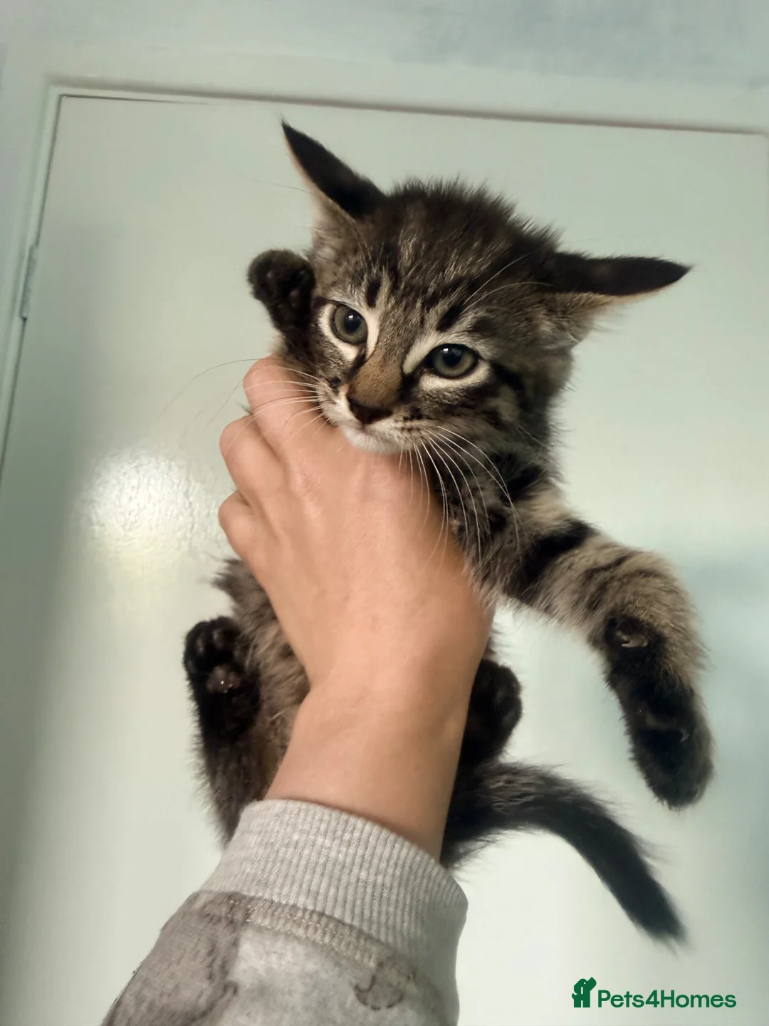 Mixed Breed cats for sale: Beautiful Kittens For Sale  in Blackwood - Advert 5