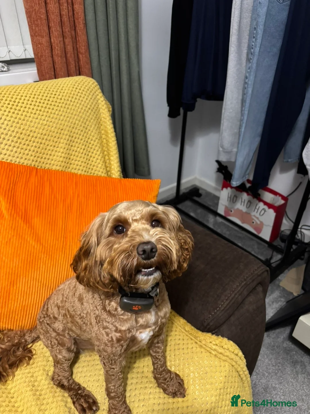 Cockapoo dogs for sale: Loki  - Advert 4