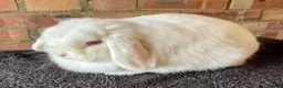Mini Lop rabbits for sale: Mini lop adults for rehoming - Advert 2