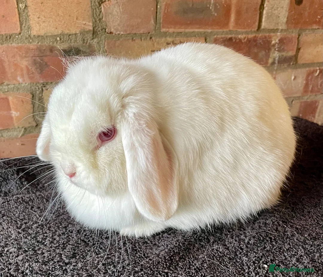 Mini Lop rabbits for sale: Mini lop adults for rehoming - Advert 2