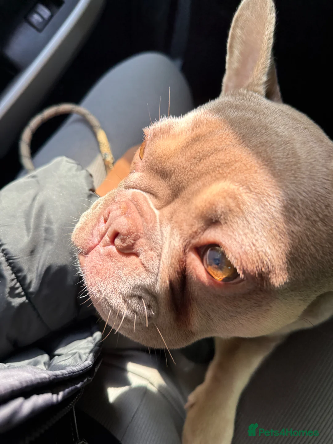 French Bulldog dogs for sale: Female Frenchie  - Advert 2